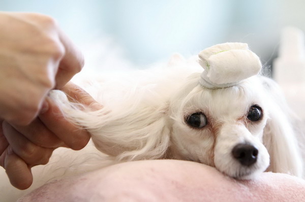 Vava, a three-year female dog, receives grooming at luxury pet care center &apos;Irion&apos; in Seoul Feb 9, 2011. The center, which has a hospital, luxury hotel, kindergarten, grooming room, training room and a store, all for pets, opened on Wednesday to cater to the rapidly increasing numbers of pet lovers in South Korea. The price of a room at the pet hotel ranges from $36 to $180 each day.[China Daily/Agencies]