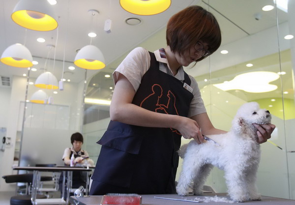 Dogs receive grooming at luxury pet care center &apos;Irion&apos; in Seoul Feb 9, 2011. [China Daily/Agencies] 