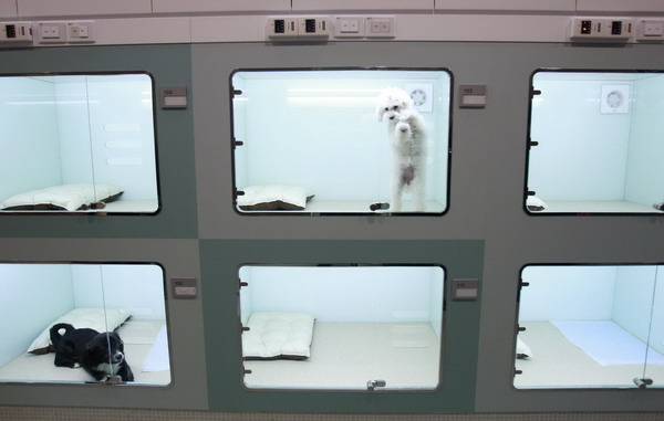 Dogs look out from their pet hotel rooms at luxury pet care center &apos;Irion&apos; in Seoul Feb 9, 2011. [China Daily/Agencies]