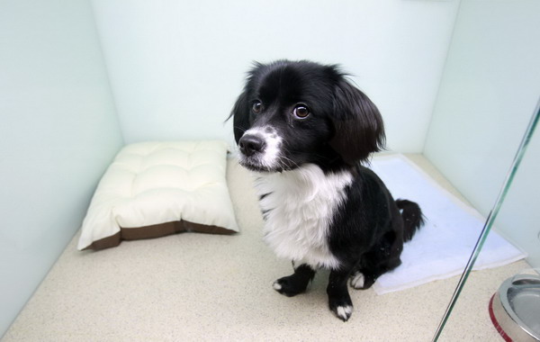 A dog looks out from its pet hotel room at luxury pet care center &apos;Irion&apos; in Seoul Feb 9, 2011. [China Daily/Agencies]