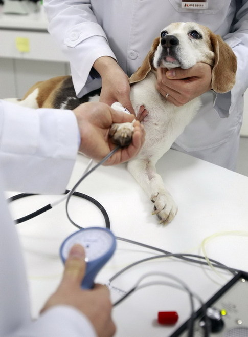 A dog receives treatment from veterinarians at the animal hospital of luxury pet care center &apos;Irion&apos; in Seoul Feb 9, 2011. [China Daily/Agencies]