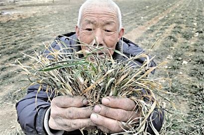 A farmer shows the dry wheat seedling in Qingdao, Shandong Province which could suffer its worst drought in 200 years.