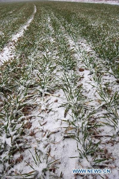 The photo taken on Feb. 9, 2011 shows snow-clad wheat fields in rural Xuchang, central China&apos;s Henan Province. Henan, one of the biggest farming provinces in China, saw long-awaited snowfalls Wednesday, which was expected to alleviate the prolonged drought that had ravaged the northern part of the country since last October. [Xinhua]