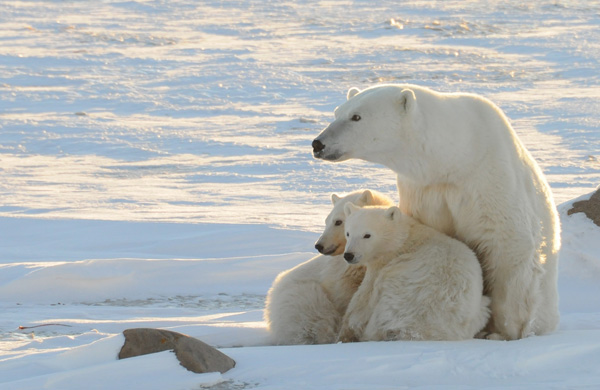 A World Wildlife Fund photograph taken along the western shore of Hudson Bay in November 2010 shows a female polar bear with two cubs near Churchill, Canada, in this image released to Reuters on February 9, 2011. [Xinhua/Reuters]