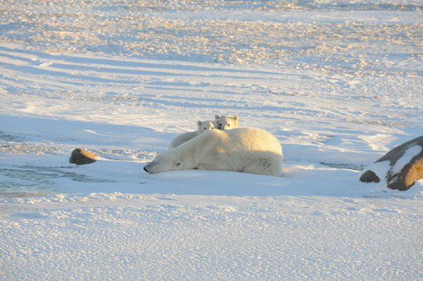 A World Wildlife Fund photograph taken along the western shore of Hudson Bay in November 2010 shows a female polar bear with two cubs near Churchill, Canada, in this image released to Reuters on February 9, 2011. [Xinhua/Reuters]