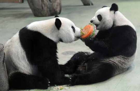 Tuan Tuan (right) and Yuan Yuan, two pandas presented by the mainland to Taiwan, eat a cake made of ice, carrot and apple, in Taipei Zoo on Sept 1, 2009. [Xinhua]