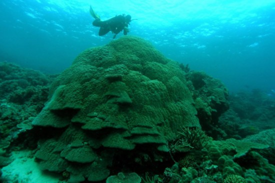  An Australian Institute Of Marine Science (AIMS) diver inspects large Porites coral on the Great Barrier Reef, in this handout photo released to Reuters on February 10, 2011. Flood and storm-battered northern Australia is likely to suffer more frequent weather extremes, according to a study of coral cores that reveal a centuries-old climate record for the region. [People&apos;s Daily via agencies]