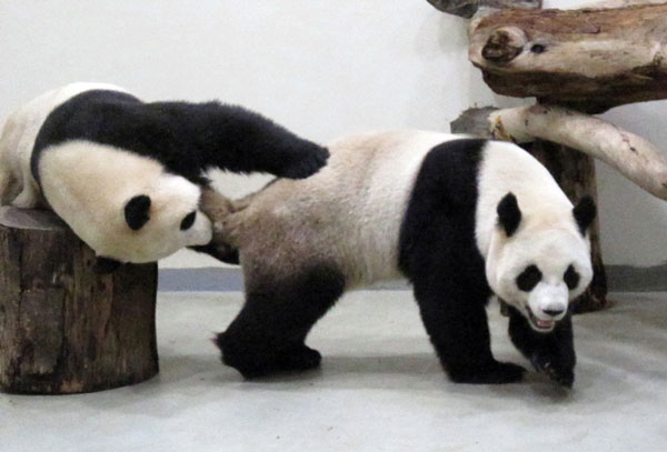 'Tuan Tuan' and 'Yuan Yuan', a panda pair presented by the mainland to Taiwan, are seen at the Zoo of Taipei in Taipei, Southeast China's Taiwan, Feb 11, 2011. [Xinhua] 