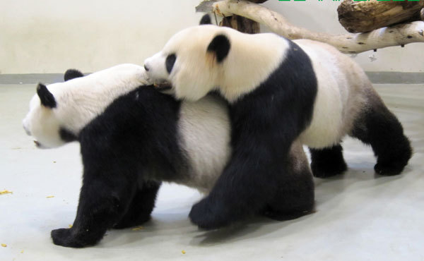 'Tuan Tuan' and 'Yuan Yuan', a panda pair presented by the mainland to Taiwan, are seen at the Zoo of Taipei in Taipei, Southeast China's Taiwan, Feb 11, 2011. 