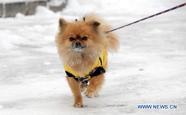 A pet dog is seen in snow in Beijing, capital of China, Feb. 13, 2011. Beijing embraced the second snowfall this winter since Saturday night.