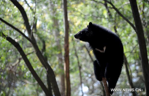 A bear is seen at Yunnan Safari Park in Kunming, southwest China&apos;s Yunnan Province, Feb. 13, 2011. [Xinhua] 