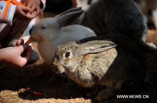 Rabbits are seen at Yunnan Safari Park in Kunming, southwest China&apos;s Yunnan Province, Feb. 13, 2011. 