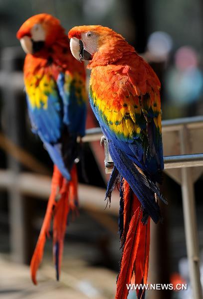 Parrots are seen at Yunnan Safari Park in Kunming, southwest China&apos;s Yunnan Province, Feb. 13, 2011.