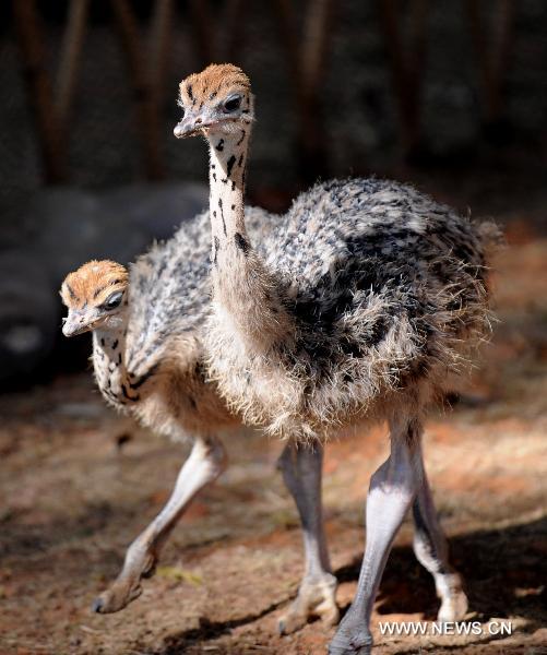 Emus are seen at Yunnan Safari Park in Kunming, southwest China&apos;s Yunnan Province, Feb. 13, 2011. 