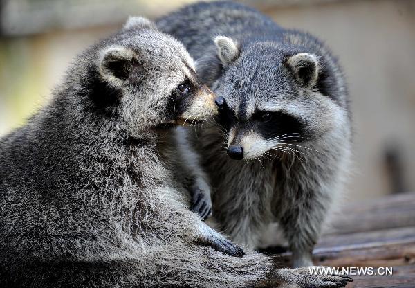 Raccoons are seen at Yunnan Safari Park in Kunming, southwest China&apos;s Yunnan Province, Feb. 13, 2011. 