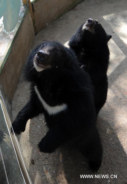 Bears are seen at Yunnan Safari Park in Kunming, southwest China&apos;s Yunnan Province, Feb. 13, 2011.