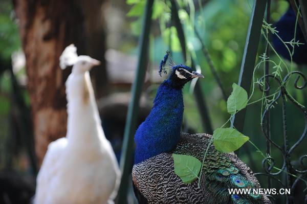 Peacocks are seen at Yunnan Safari Park in Kunming, southwest China&apos;s Yunnan Province, Feb. 13, 2011. 