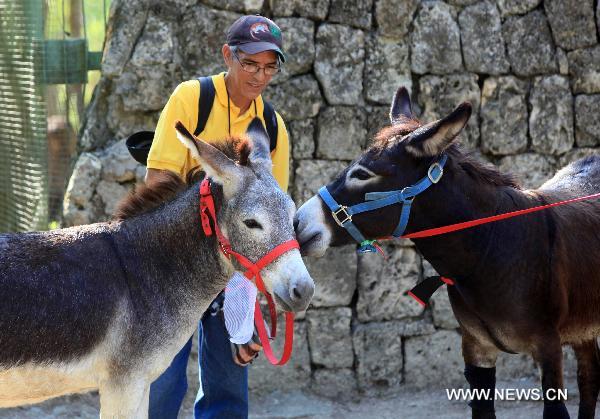 Two donkeys get married on the eve of Valentine&apos;s Day at a zoo in Santo Domingo, capital of Dominican Republic, on Feb. 13, 2011. 