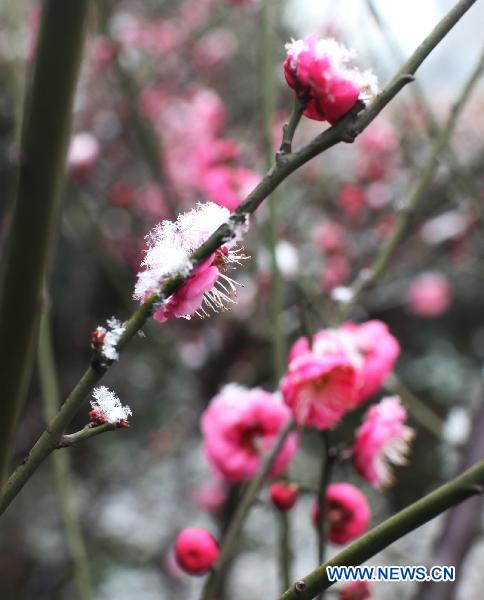 Plum blossom flowers are covered with snow in Wuxi, east China&apos;s Jiangsu Province, Feb. 14, 2011. A snow shower fell on Jiangsu Monday.