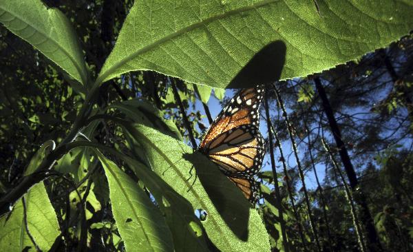 A Monarch butterfly rests on a leaf in the Pedro Herrada butterfly sanctuary on a mountain in the Mexican state of Michoacan February 1, 2011.