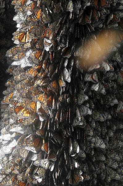 Monarch butterflies line a tree in the Pedro Herrada butterfly sanctuary on a mountain in the Mexican state of Michoacan February 1, 2011. 