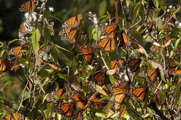 Monarch butterflies rest on a bush in the Pedro Herrada butterfly sanctuary on a mountain in the Mexican state of Michoacan February 1, 2011. 