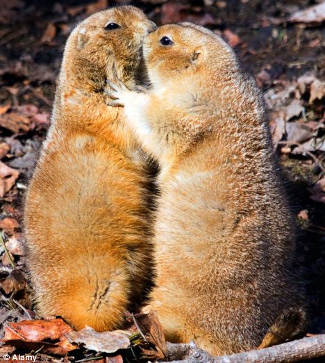 Not shy: Two black-tailed prairie dogs share a kiss at Calgary Zoo. Researchers have found they kiss even more when being watched. 