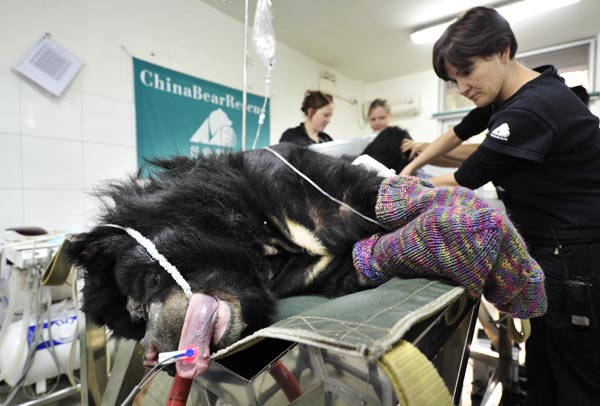 In this file photo taken on Dec 7, 2010, staff members give medical treatment to an injured black bear at a rescue center in Chengdu, Southwest China’s Sichuan province, which was co-founded by Animals Asia Foundation and the provincial forestry department in 2000. [China Daily]