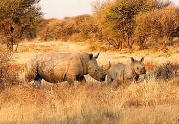White rhino and young in South Africa's Madwike Game Reserve [Environment News Services]