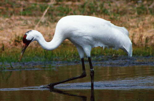 Whooping cranes [File photo] 