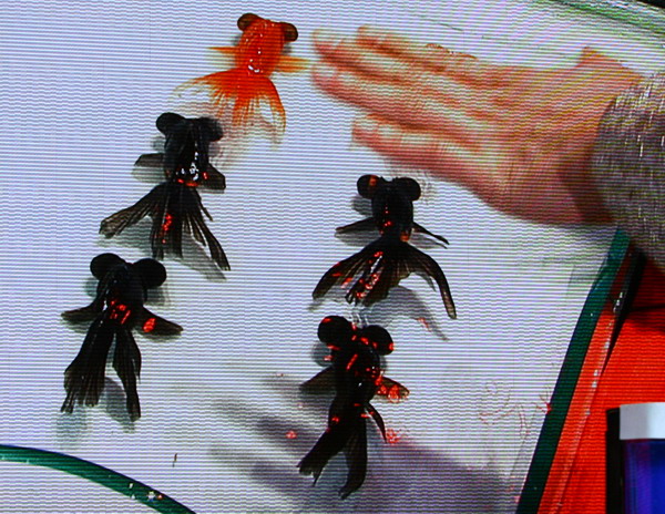 Goldfish swim in perfect unison, apparently following the command of magician Fu Yandong at the China Central Television New Year's Eve gala show in Beijing on Feb 2. [Photo/provided to China Daily] 