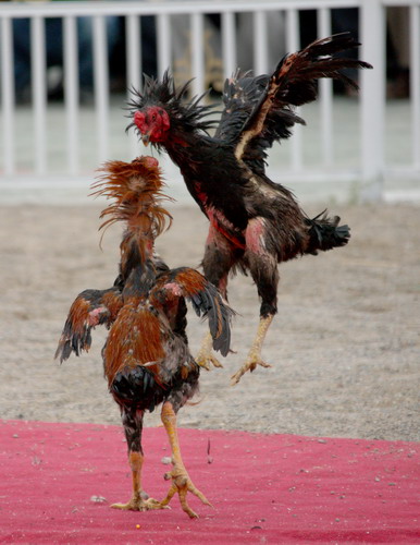 This file photo of 2010 shows a rooster fighting at a local sports games in Urumqi, capital of the Xinjiang Uygur autonomous region. [Photo/for China Daily]