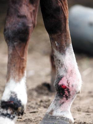 A horse (top) goes crazy while filming the TV drama Romance of the Three Kingdoms in 2009. Another horse's legs were injured during the shooting. [Photo/provided to China Daily]