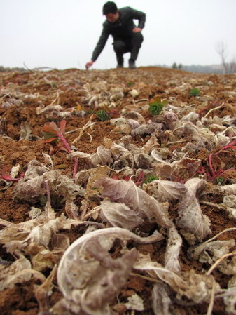 Pests and diseases plague crops