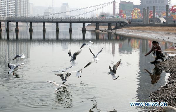 A resident feeds gulls at Liujiaxia Township, which is located on the upper streams of the Yellow River, in Gansu Province, northwest China, Feb. 19, 2011. The ecological environment along the Yellow River, the second-longest waterway in China, has improved as the country steps up its green efforts. [Xinhua] 