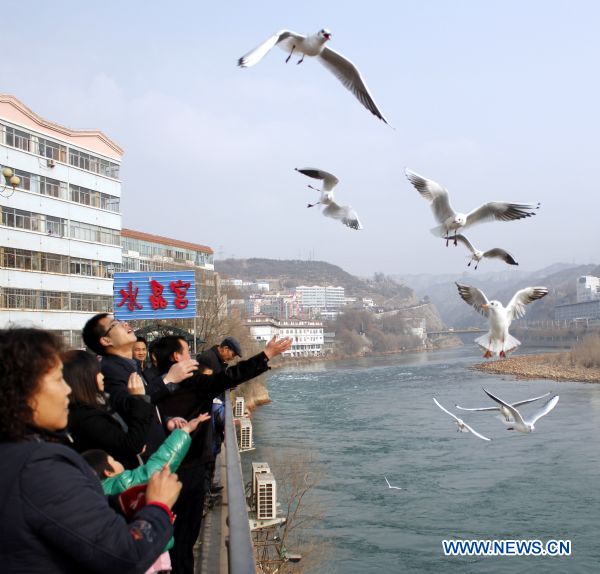 A resident feeds gulls at Liujiaxia Township, which is located on the upper streams of the Yellow River, in Gansu Province, northwest China, Feb. 19, 2011. The ecological environment along the Yellow River, the second-longest waterway in China, has improved as the country steps up its green efforts.