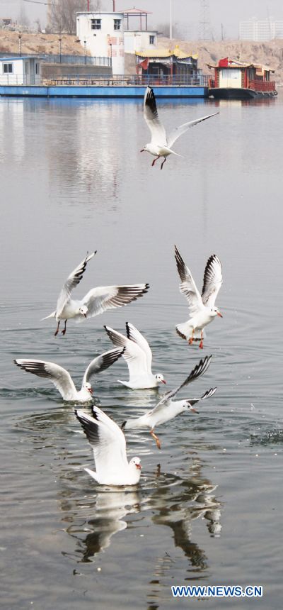 Gulls fly and rest on a river at Liujiaxia Township, which is located on the upper streams of the Yellow River, in Gansu Province, northwest China, Feb. 19, 2011. The ecological environment along the Yellow River, the second-longest waterway in China, has improved as the country steps up its green efforts. 