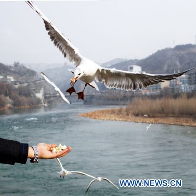 A resident feeds gulls at Liujiaxia Township, which is located on the upper streams of the Yellow River, in Gansu Province, northwest China, Feb. 18, 2011. The ecological environment along the Yellow River, the second-longest waterway in China, has improved as the country steps up its green efforts.