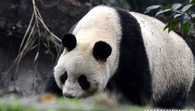Panda pair to leave for exhibition in Japan