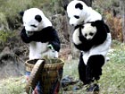 Panda mother and cub adapt to new home in Sichuan