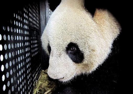 Female panda Xian Nu looks out of the cage at Shanghai Pudong Airport in Shanghai, east China, Feb. 21, 2011. [Xinhua]