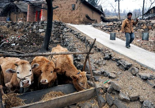A villager carries two barrels of water collected from a pond nearby to feed cattle in Jiangling Village, Song County of central China&apos;s Henan Province, Feb. 22, 2011. Suffering from the most serious drought within 50 years, Henan Province has no effective rainfall for more than 130 days, with 29 million mu (1.94 million hectare) paddy fields and drinking water in some mountainous regions affected. 
