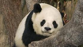 Panda Gao Gao in San Diego Zoo