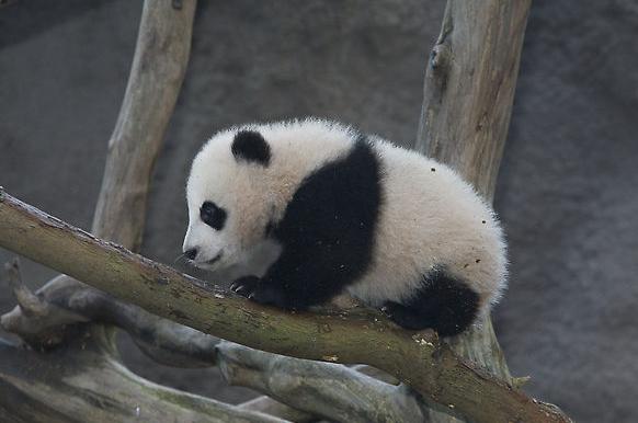 This little gal is the fourth panda to be born at the San Diego Zoo. Her parents are Bai Yun and Gao Gao. The cub received her name from the results of an online naming poll. Zhen Zhen moved to the Wolong Nature Reserve Giant Panda Bi Feng Xia Base in Sichuan, China, at the same time as her older sister, Su Lin. 