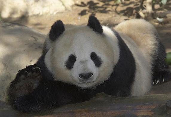 Female panda Bai Yun came to the San Diego Zoo on September 10, 1996. She has given birth to five cubs since her arrival at the San Diego Zoo: Hua Mei, Mei Sheng, Su Lin, Zhen Zhen, and our newest cub, born on August 5, 2009.
