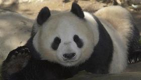Panda mom Bai Yun at San Diego Zoo