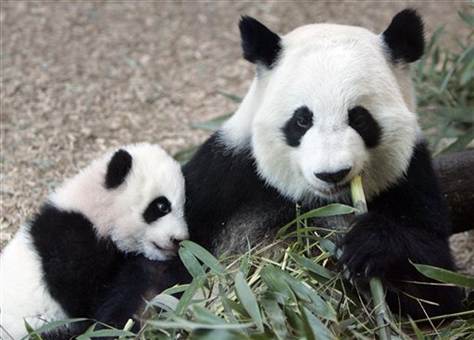 Lun Lun was born on August 25, 1997. She has given birth to three cubs, Mei Lan, Xi Lan and Po. Lun Lun's birth name given to her by keepers in Chengdu was Hua Hua. Lun Lun was renamed by a Taiwanese rock star, Su Huilun, who 'adopted' her at the Chengdu Research Base of Giant Panda Breeding. [File photo]