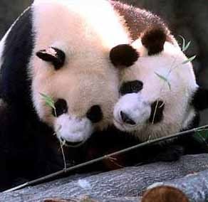 Giant Panda Yang Yang and Lun Lun. Yang Yang is playful and easygoing. Yang Yang was born on September 9, 1997. He remained with his mother for 13 months as part of a behavioral study conducted by Zoo Atlanta in collaboration with Chengdu Research Base of Giant Panda Breeding. 