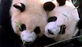 Giant Panda Yang Yang and Lun Lun. Yang Yang is playful and easygoing. Yang Yang was born on September 9, 1997. He remained with his mother for 13 months as part of a behavioral study conducted by Zoo Atlanta in collaboration with Chengdu Research Base of Giant Panda Breeding.