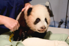 Baby panda Po.